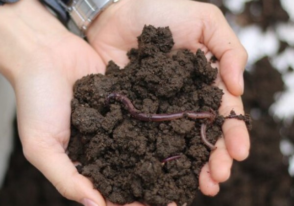 Đo độ ẩm đất bằng cách kiểm tra giun trong đất